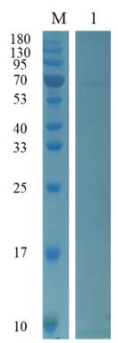 Reducing 12% SDS-PAGE analysis profile of purified NP (CBB stained).